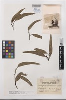Isotype of Eucalyptus decorticans (F.M.Bailey) Maiden [family MYRTACEAE]