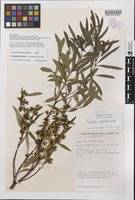 Isotype of Eucalyptus hypochlamydea Brooker [family MYRTACEAE]