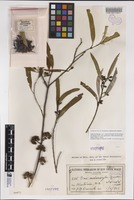 Isosyntype of Eucalyptus melanoxylon Maiden [family MYRTACEAE]