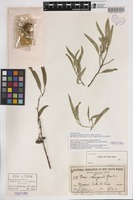 Isotype of Eucalyptus sargentii Maiden [family MYRTACEAE]