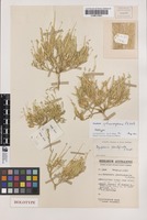 Holotype of Dysphania sphaerosperma Paul G.Wilson [family CHENOPODIACEAE]