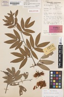 Holotype of Maniltoa steenisii Meeuwen [family FABACEAE]