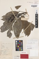 Isotype of Rhysotoechia multiscapa Etman [family SAPINDACEAE]