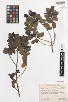 Isotype of Coprosma raiateensis J.W.Moore [family RUBIACEAE]