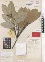 Isotype of Rhysotoechia applanata Etman [family SAPINDACEAE]