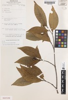 Isotype of Neonauclea subulifera Ridsdale [family RUBIACEAE]