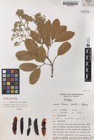 Holotype of Flindersia brassii T.G.Hartley & B.Hyland [family RUTACEAE]