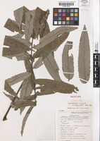 Isotype of Lepiderema hirsuta S.T.Reynolds [family SAPINDACEAE]