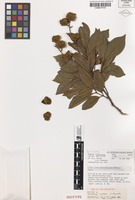Isotype of Sarcopteryx montana S.T.Reynolds [family SAPINDACEAE]