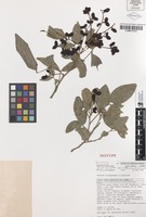 Isotype of Arytera dictyoneura S.T.Reynolds [family SAPINDACEAE]