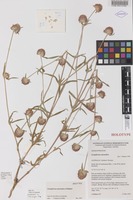 Holotype of Gomphrena atrorubra J.Palmer [family AMARANTHACEAE]