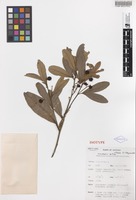 Isotype of Sarcotoechia villosa S.T.Reynolds [family SAPINDACEAE]