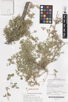 Holotype of Nyssanthes longistyla C.H.Mill. [family AMARANTHACEAE]