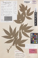Holotype of Maniltoa steenisii Meeuwen [family FABACEAE]