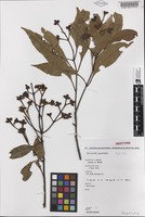 Isotype of Stockwellia quadrifida D.J.Carr, S.G.M.Carr & B.Hyland [family MYRTACEAE]
