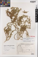 Isotype of Chenopodium truncatum Paul G.Wilson [family CHENOPODIACEAE]