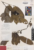 Isotype of Rhysotoechia obtusa Etman [family SAPINDACEAE]