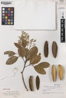 Isotype of Flindersia brassii T.G.Hartley & B.Hyland [family RUTACEAE]