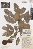 Isotype of Maniltoa mariettae Meeuwen [family FABACEAE]