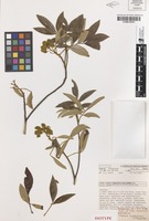 Isotype of Cossinia australiana S.T.Reynolds [family SAPINDACEAE]