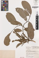 Isotype of Synima macrophylla S.T.Reynolds [family SAPINDACEAE]