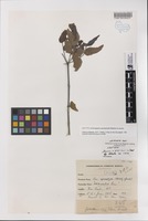 Isotype of Eucalyptus apodophylla Blakely & Jacobs [family MYRTACEAE]