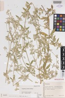Holotype of Gomphrena eichleri J.Palmer [family AMARANTHACEAE]