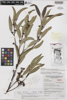 Isotype of Eucalyptus phenax Brooker & Slee [family MYRTACEAE]