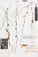Isotype of Anthochlamys rechingeri Aellen [family CHENOPODIACEAE]