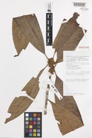 Isotype of Pouteria wandae Vink [family SAPOTACEAE]