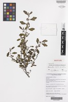 Isotype of Androcalva incilis C.F.Wilkins [family MALVACEAE]