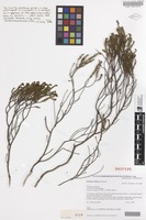 Isotype of Diocirea violacea Chinnock [family SCROPHULARIACEAE]