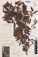 Isotype of Guioa multijuga Welzen [family SAPINDACEAE]