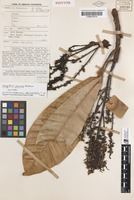 Isotype of Mangifera pajang Kosterm. [family ANACARDIACEAE]