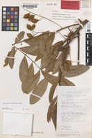 Isotype of Cupaniopsis acuticarpa Adema [family SAPINDACEAE]