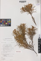 Isotype of Acacia hunteriana N.A.Wakef. [family FABACEAE]