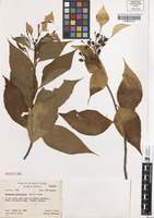 Isotype of Mussaenda raiateensis J.W.Moore [family RUBIACEAE]