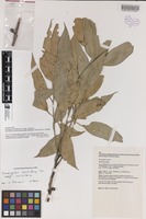 johnson and johnson eucalyptus