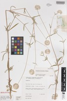Holotype of Gomphrena lacinulata J.Palmer [family AMARANTHACEAE]