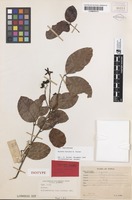 Isotype of Arytera miniata H.Turner [family SAPINDACEAE]