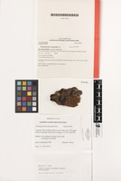 Holotype of Xanthoparmelia klauskalbii Elix [family PARMELIACEAE]