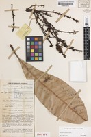 Isotype of Mangifera pajang Kosterm. [family ANACARDIACEAE]