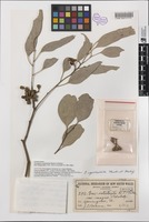 Syntype of Eucalyptus intertexta var. magna blakely [family MYRTACEAE]