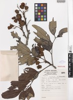 Isotype of Toechima monticola S.T.Reynolds [family SAPINDACEAE]