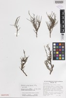 Isotype of Ptilotus propinquus Lally [family AMARANTHACEAE]
