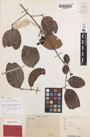 Isotype of Arytera miniata H.Turner [family SAPINDACEAE]