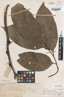 Isotype of Harpullia longipetala Leenh. [family SAPINDACEAE]