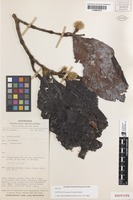 Isotype of Neonauclea tricephala Ridsdale [family RUBIACEAE]