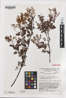 Isotype of Acacia chinchillensis Tindale [family MIMOSACEAE]