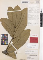 Isotype of Rhysotoechia congesta Etman [family SAPINDACEAE]